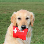 Dog First Aid Training Courses Yeovil