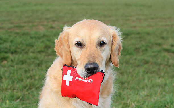 Dog First Aid Training Courses Yeovil